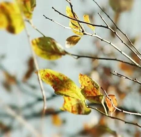 油煙凈化器,油煙凈化設備,油煙凈化機