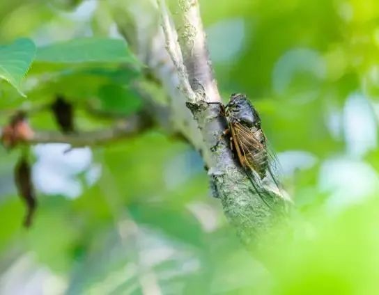 油煙凈化器,油煙凈化設備,油煙凈化機